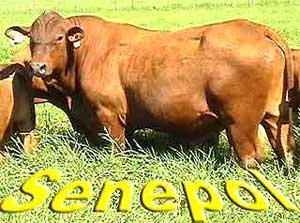 Toro raza Senepol